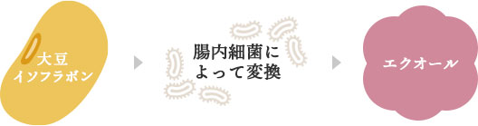 大豆イソフラボンから腸内細菌によって生成されてエクオールになる